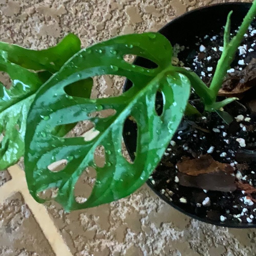 Monstera Adansonii 💥Swiss cheese🪴🧀 - Picture 3 of 3